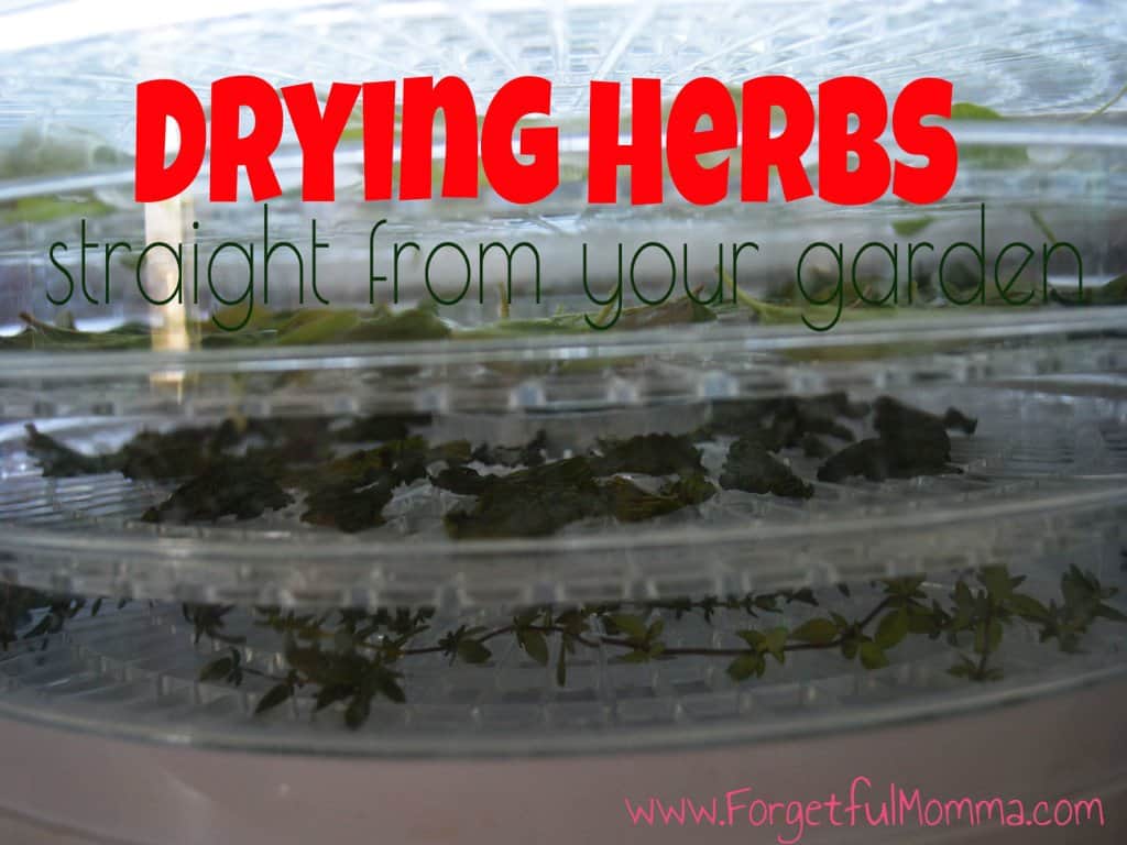 Drying Herbs - Straight from your garden