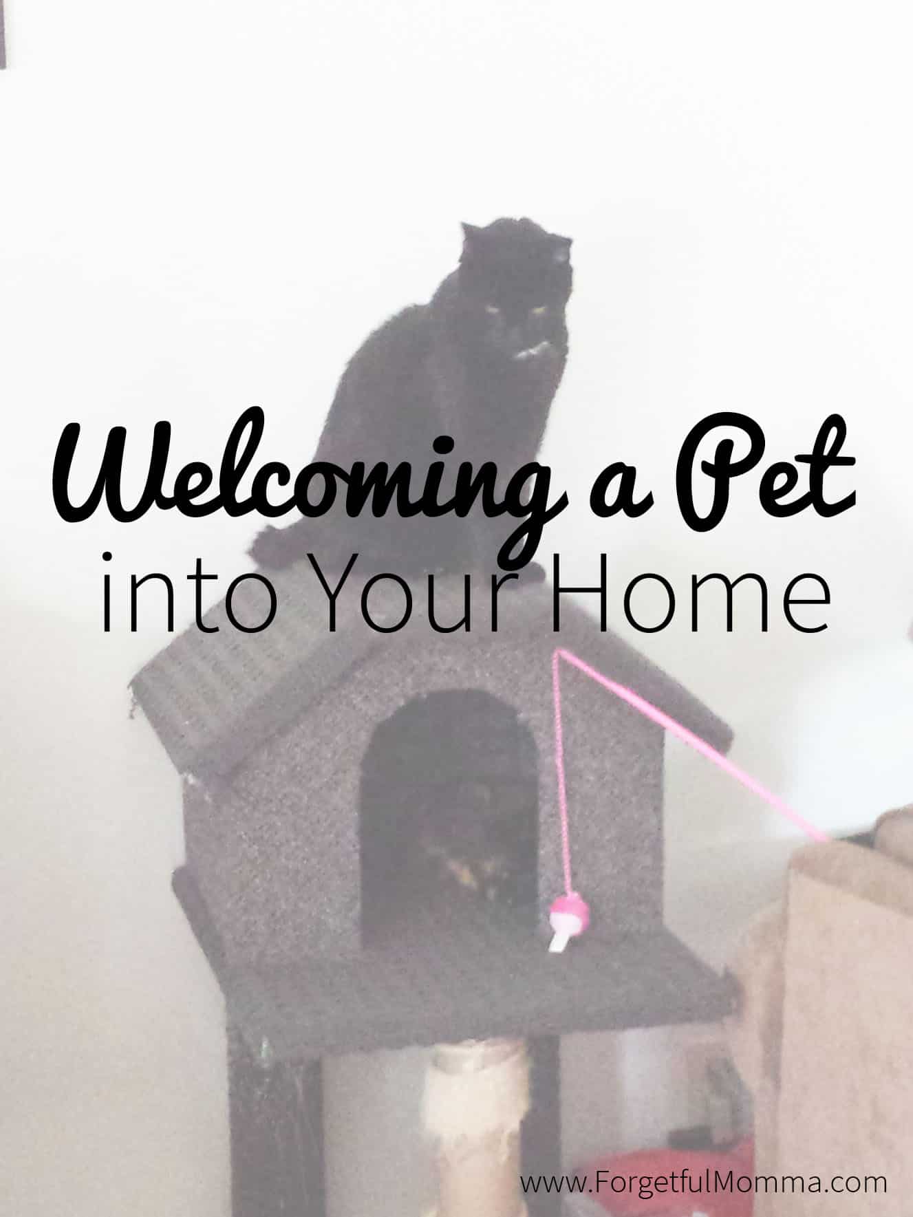 welcoming a pet into your home