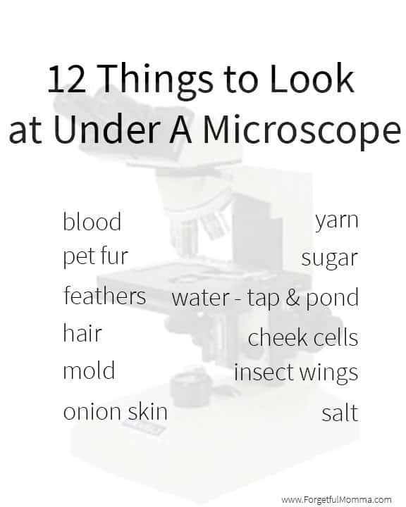 12 things to look at under a microscope