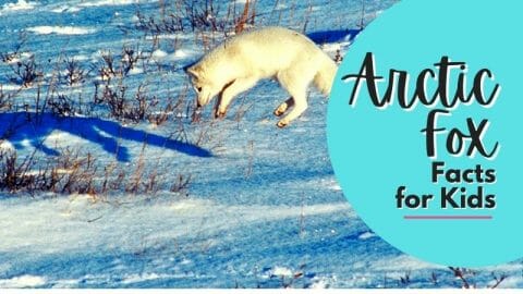 Arctic Fox Facts for Kids