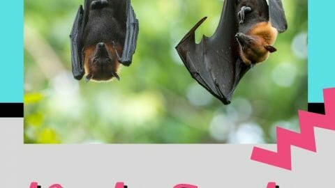 Bat facts for Kids Pinterest image of bats hanging upside down with text overlay