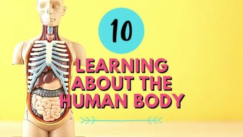 human body model with Learning About the Human Body text overlay