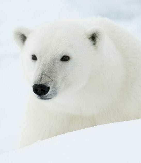 what color are polar bears